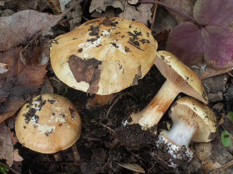 Cortinarius natalis